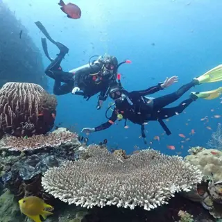 Nico Dives Cool in Sanur media 4