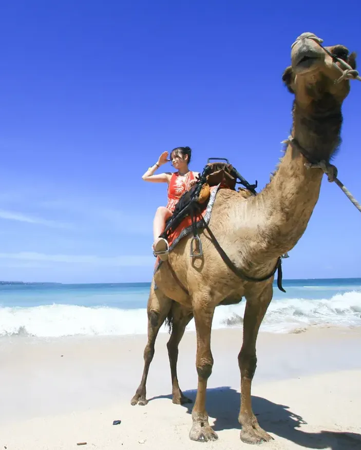 Bali Camel Adventure In Tuban