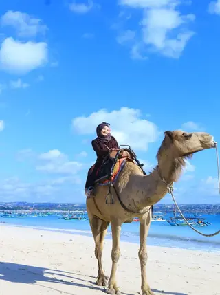 Bali Camel Adventure In Tuban media 5