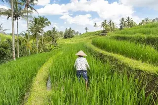 Jatiluwih Eco Farm in Tabanan media 2