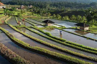 Jatiluwih Eco Farm in Tabanan media 3