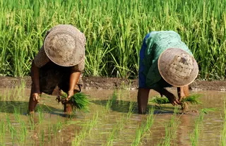 Jatiluwih Eco Farm in Tabanan media 4