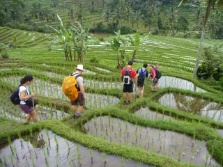 Jatiluwih Eco Farm in Tabanan media 5