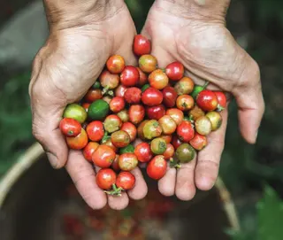 Bali Pulina Coffee Plantation in Ubud media 2