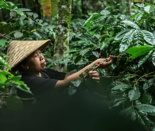 Bali Pulina Coffee Plantation in Ubud media 3
