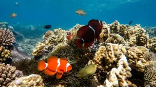 Lombok Travel Man Snorkeling In Gili Air media 3