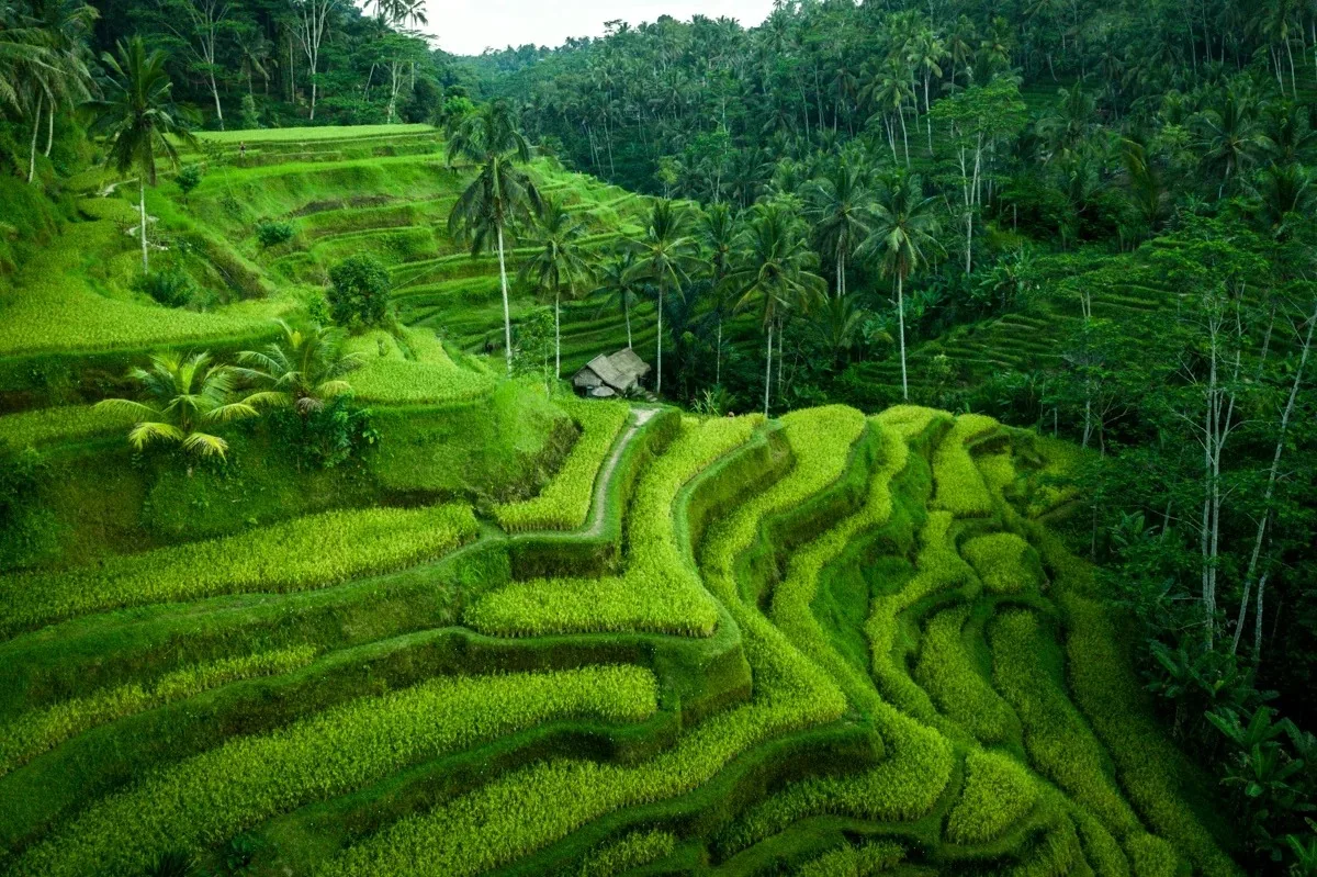 Tegallalang Rice Terrace