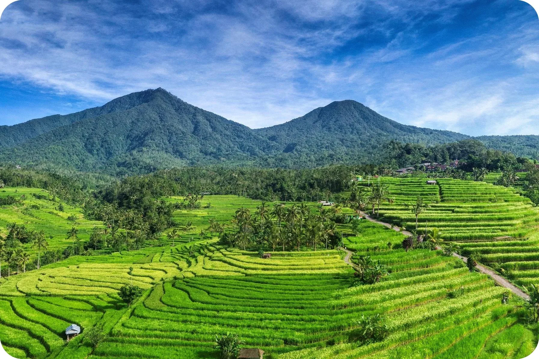 Jatiluwih Rice Terraces