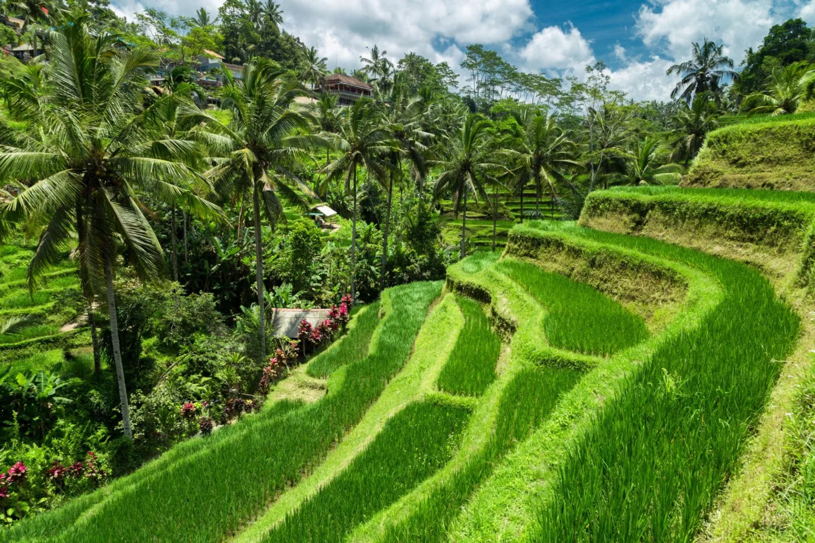 Tegallalang Rice Terrace