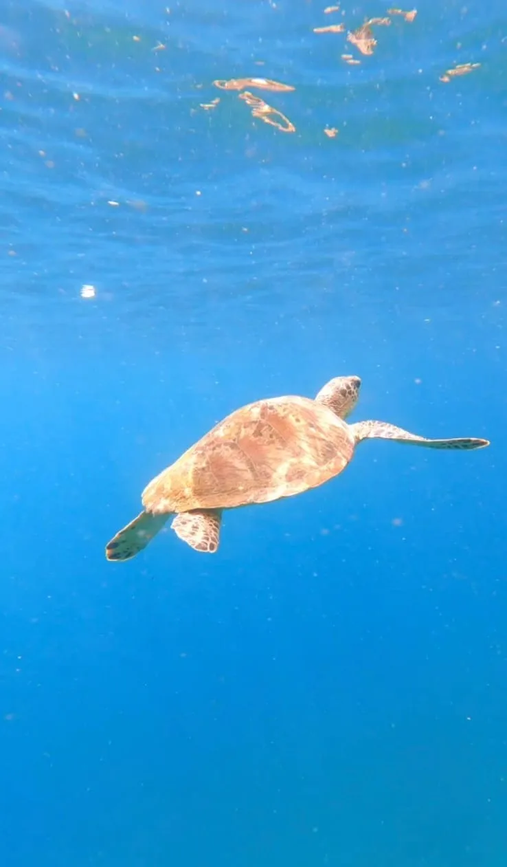 Amed Snorkeling photo 3