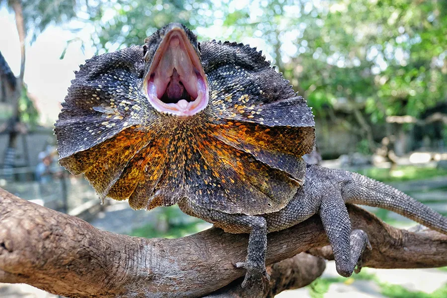 Bali Reptile Park Wildwood Adventure and Conservation Tour