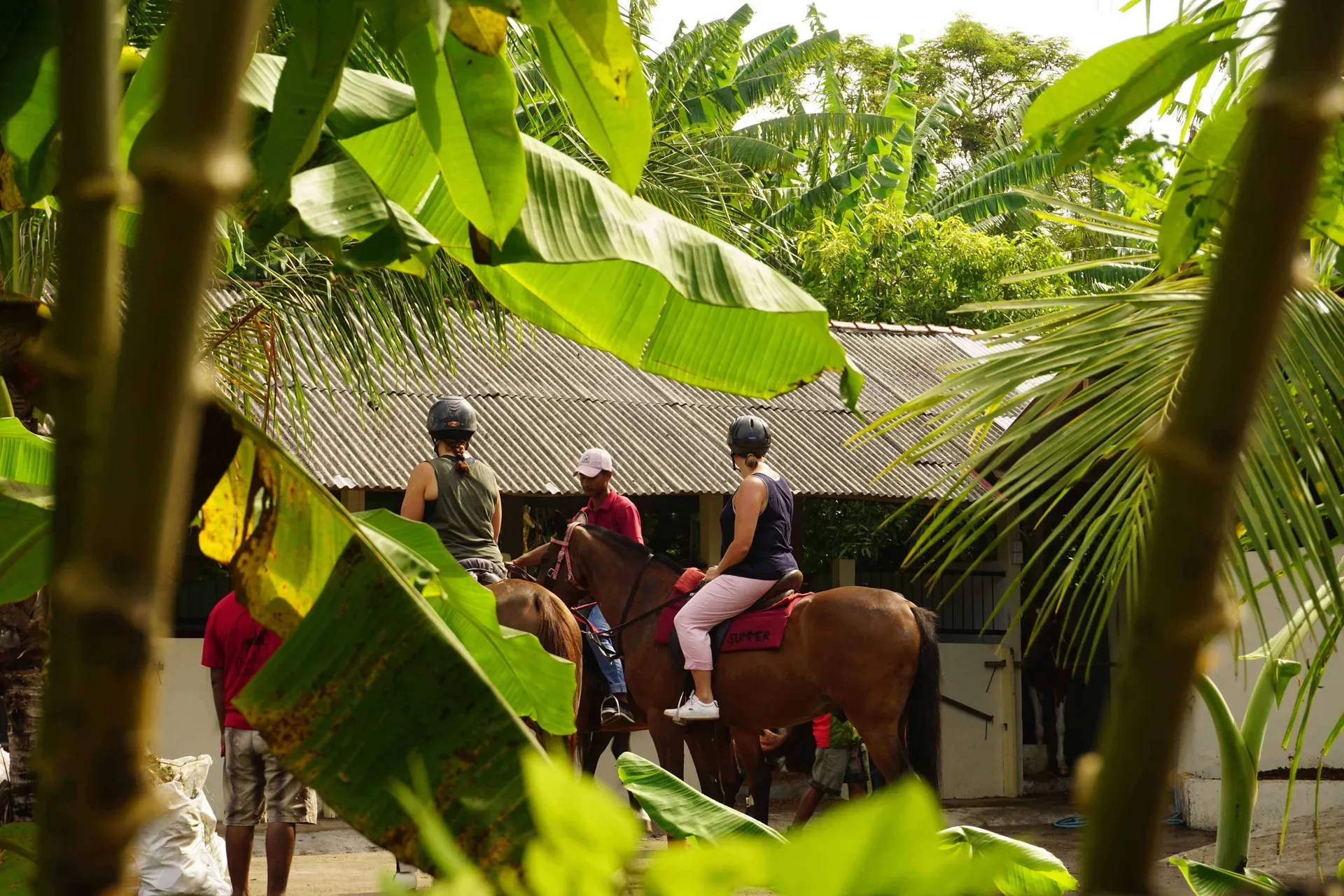 Short Ride Scenic Rice Fields and Village Horse Riding Horse Riding Kuda P Stable photo 5