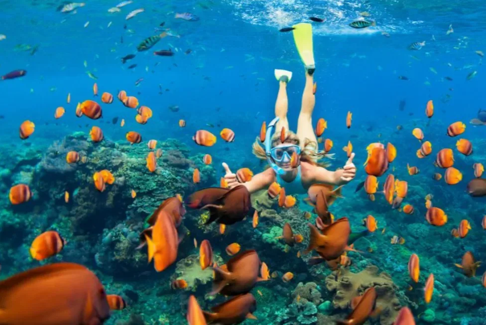 Menjangan Island Coral Reef Snorkeling Shared Boat Tour Menjangan Island Trip