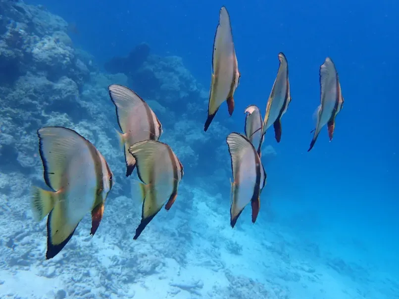 Sharing Trip Fun Dive Certified In Menjangan Island photo 3