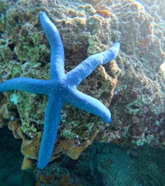 Fun Dive Certified Diver Wall Diving Private Boat Tour Menjangan Island Trip photo 3