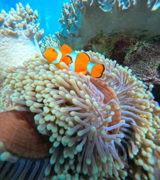 Discovery Scuba Diving First Time Beginners Private Boat Tour Menjangan Island Trip