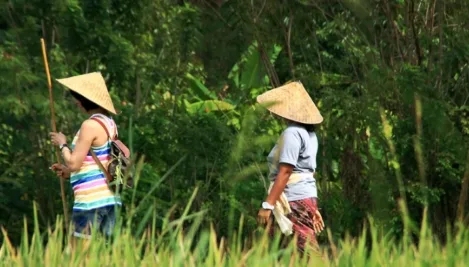 A Deep Cultural And Paddy Farming Immersion In South Bali