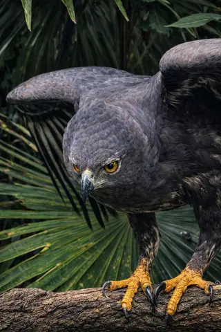 Bali Bird Park in Batubulan media 2