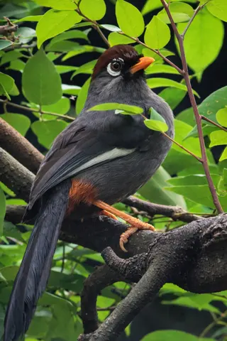 Bali Bird Park in Batubulan media 3