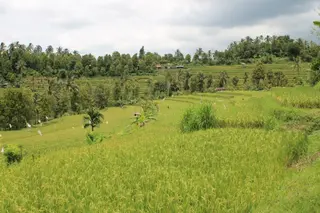 Munduk Wilderness Safari Journey In North Bali media 5