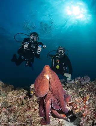 Octopus Dive in Nusa Penida media 3