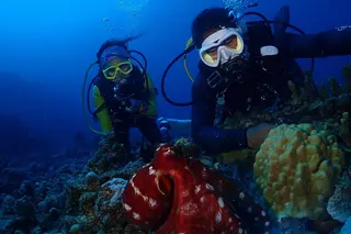 Octopus Dive in Nusa Penida media 4