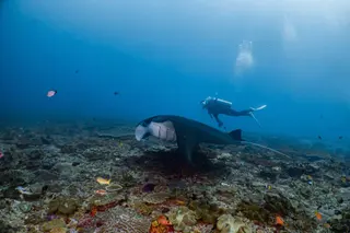 Octopus Dive in Nusa Penida media 5