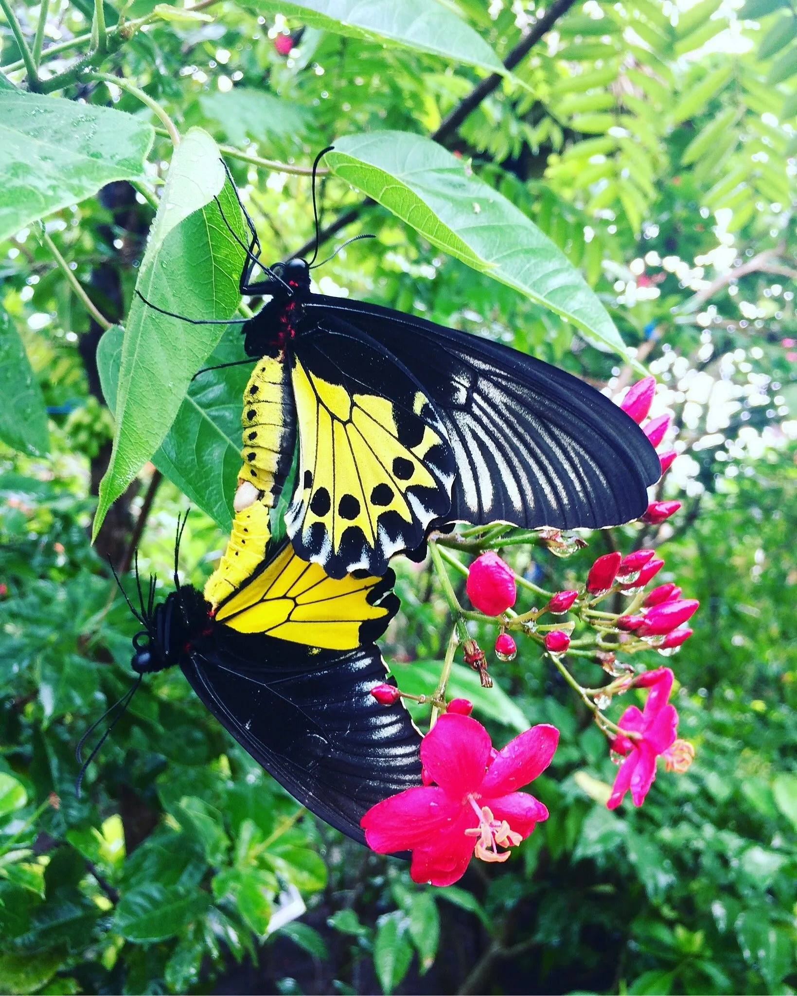 Butterfly Park in Kemenuh