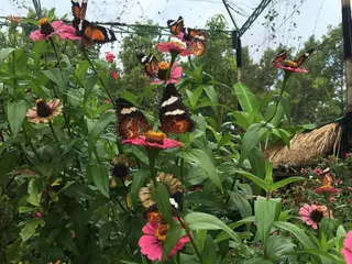 Butterfly Park in Kemenuh media 3