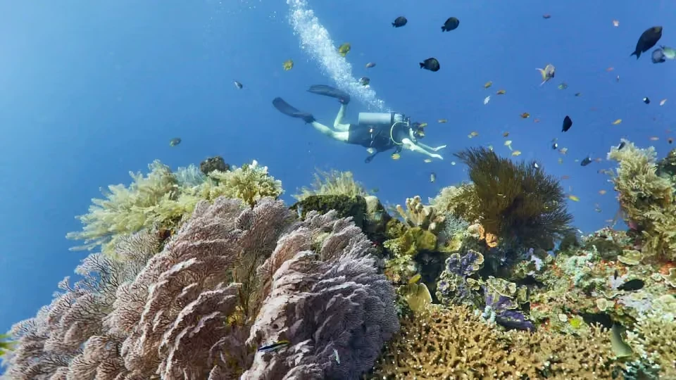 Euro Dive in Amed