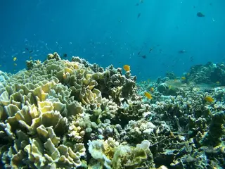Euro Dive in Amed media 5