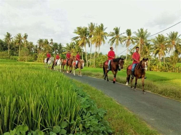 Kuda P Stable in Tabanan
