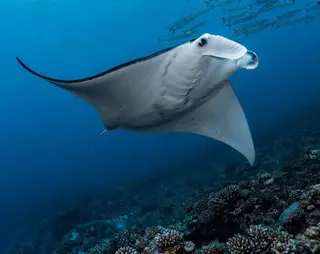 French Kiss Divers Diving In Nusa Lembongan media 3