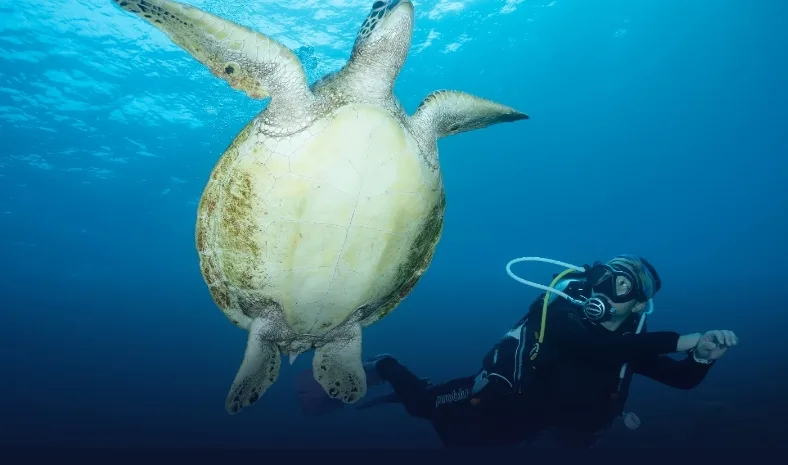Fun Diving