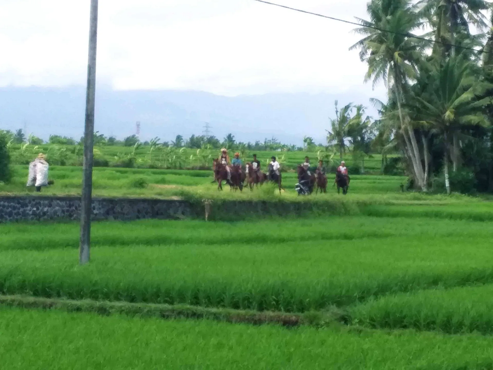 Long Ride Rice Fields Beach and Village Horse Riding Horse Riding Kuda P Stable