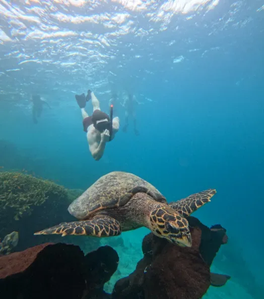 Menjangan Island Coral Reef Snorkeling Shared Boat Tour Menjangan Island Trip
