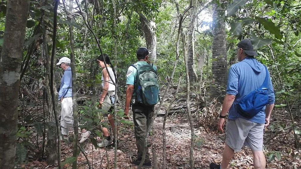 Short Jungle Wildlife And Mangrove Tour In Menjangan Island