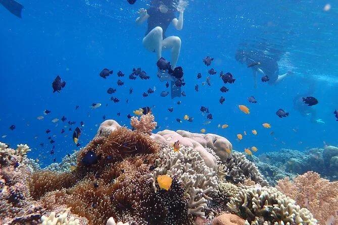 Private Coral Reef Snorkeling Tour In Menjangan Island