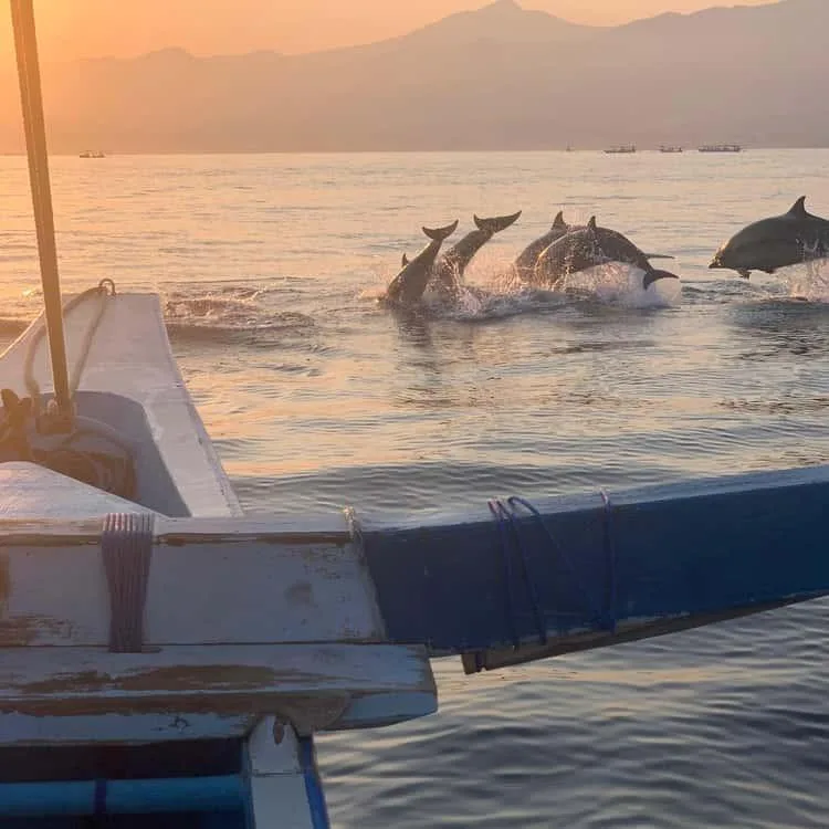 Dolphin Sunrise Sharing Boat