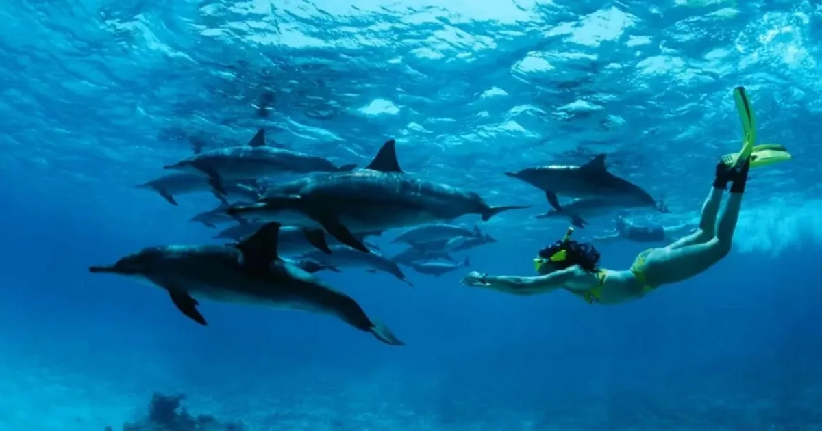 Dolphin & Coral Reef Snorkeling Experience Private Boat