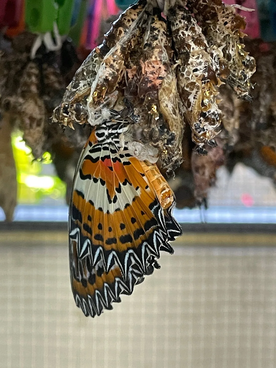 Kemenuh Butterfly & Waterpark Experience