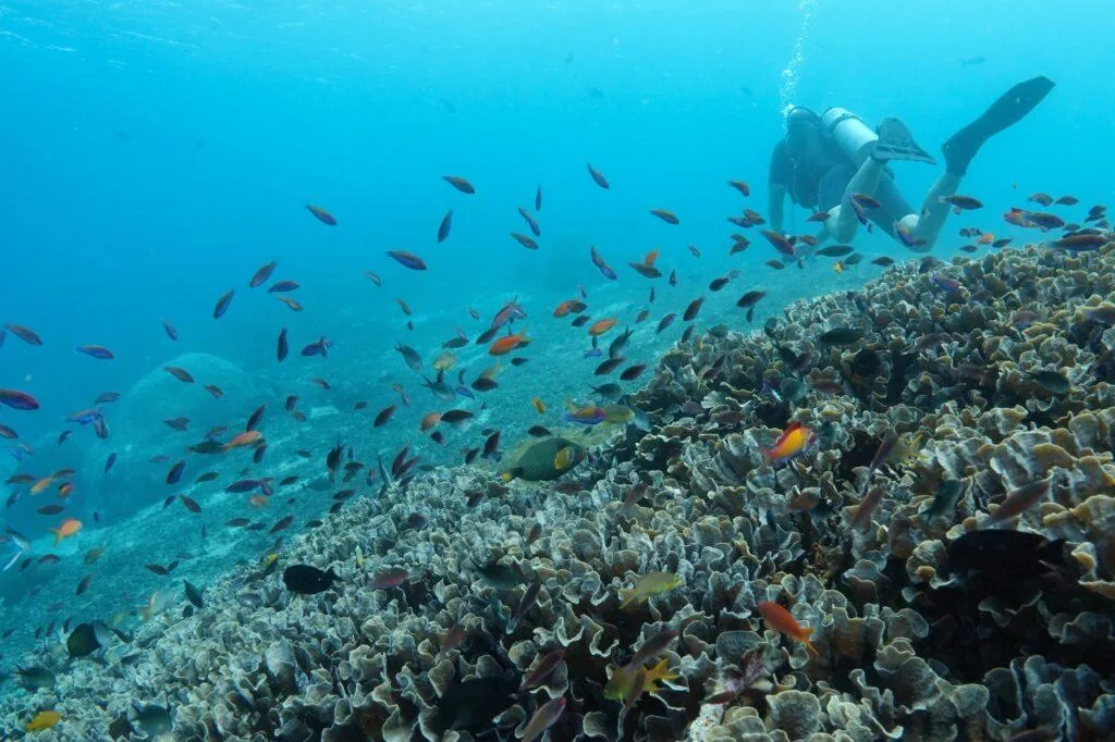 Underwater Discovery Try Scuba Diving