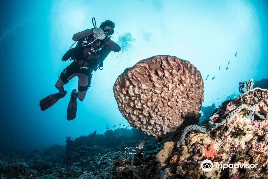 Ocean Fun Diving Adventure