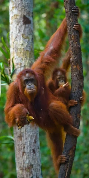 3D2N Borneo Orangutan Tour In Borneo
