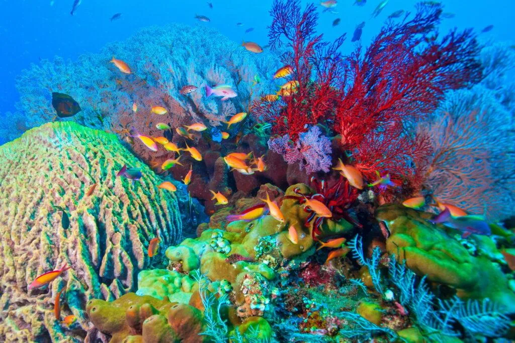 Ultimate Diving Adventure