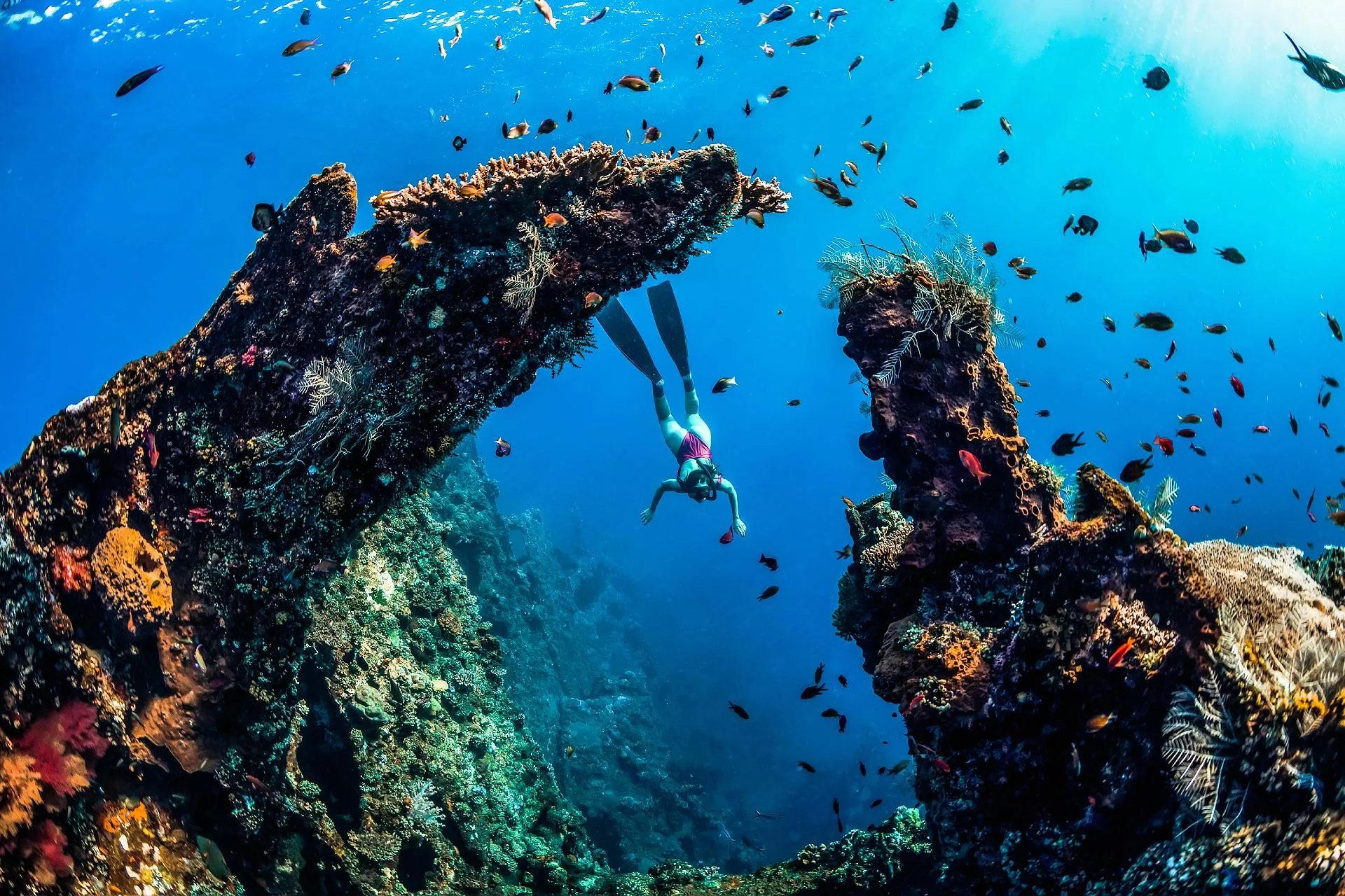 Marine Discovery Snorkeling Experience